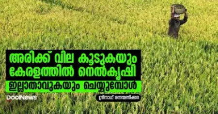 അരിക്ക് വിലകൂടുകയും കേരളത്തില്‍ നെല്‍കൃഷി ഇല്ലാതാവുകയും ചെയ്യുമ്പോള്‍