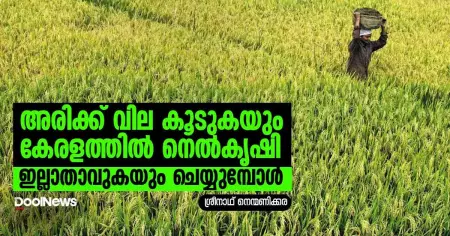 അരിക്ക് വിലകൂടുകയും കേരളത്തില്‍ നെല്‍കൃഷി ഇല്ലാതാവുകയും ചെയ്യുമ്പോള്‍