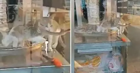 ഷവര്‍മ സ്റ്റാന്‍ഡില്‍ കയറിയിരുന്ന് പൂച്ചകള്‍ ചിക്കന്‍ കഴിച്ചു; ഹോട്ടല്‍ അടച്ചുപൂട്ടി