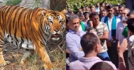 കൊടകില്‍ 12 മണിക്കൂറിനിടയില്‍ ബന്ധുക്കളായ രണ്ട് പേരെ കടുവ കൊന്നു; പ്രതിഷേധവുമായി നാട്ടുകാര്‍