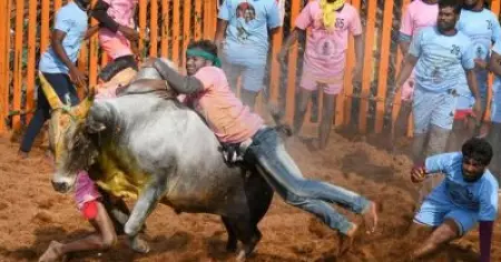 ജല്ലിക്കെട്ട്, കാളയോട്ടം എന്നിവയെ പിന്തുണച്ച് സുപ്രീം കോടതി; ജല്ലിക്കെട്ട് തമിഴ് സംസ്‌കാരത്തിന്റെ അവിഭാജ്യഘടകം