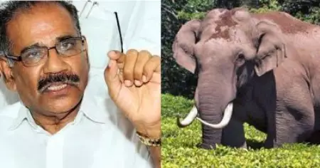 പ്രശ്‌നം അതിരുകവിഞ്ഞ ആന സ്‌നേഹത്തിന്റെ പേരില്‍ കോടതിയെ സമീപിച്ചത്: എ.കെ. ശശീന്ദ്രന്‍