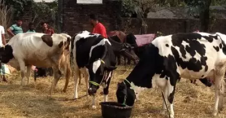 കര്‍ണാടകയില്‍ ബി.ജെ.പി സര്‍ക്കാര്‍ കൊണ്ടുവന്ന ഗോവധ നിരോധന നിയമത്തില്‍ പുനപരിശോധന നടത്താന്‍ കോണ്‍ഗ്രസ് സര്‍ക്കാര്‍