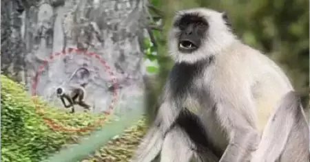 കാത്ത് കാത്ത് ഒടുവിലവളെ പിടിച്ചു; ചാടിപ്പോയ തിരുവനന്തപുരത്തെ ഹനുമാന്‍ കുരങ്ങിനെ കൂട്ടിലാക്കി