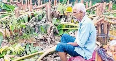 വാഴ വെട്ടിനശിപ്പിച്ച സംഭവം; കര്‍ഷകന് മൂന്നര ലക്ഷം രൂപ  കെ.എസ്.ഇ.ബി നഷ്ടപരിഹാരം നല്‍കും