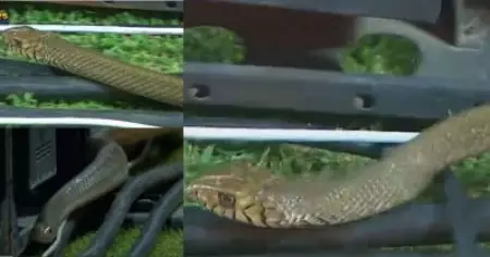 ക്യാപ്റ്റാ.... വിളി വാവാ സുരേഷിനെ 🐍 🐍; കളി കാണാന്‍ ഗ്രൗണ്ടില്‍ അപ്രതീക്ഷിത അതിഥി ; വീഡിയോ