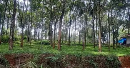 ഈട്ടിമരങ്ങൾ ദ്രവിച്ചും കാട്ടുതീയിലും നശിച്ചു; പണം ഭൂവുടമകൾ നൽകണമെന്ന് റവന്യു വകുപ്പ്