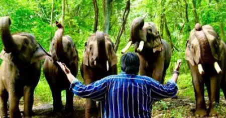 പ്രേക്ഷകരോടും പ്രകൃതിയോടും ആനകളോടും നന്ദി:കാർത്തിക് സുബ്ബരാജ്