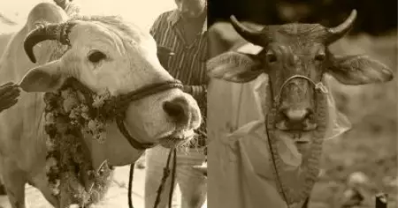 ബലിയര്‍പ്പിക്കുന്ന മൃഗത്തിന്റെ മാംസം ദളിതരെക്കൊണ്ട് നിര്‍ബന്ധിച്ച് കഴിപ്പിക്കുന്നു, വിസമ്മതിച്ചാല്‍ വിലക്ക്: പരാതി