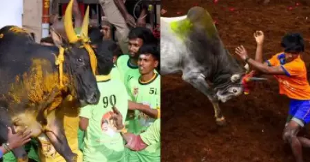 തമിഴ്‌നാട്ടില്‍ ജെല്ലിക്കെട്ടിനിടെ കാളയുടെ കുത്തേറ്റ് 12 വയസ്സുകാരനടക്കം രണ്ട് മരണം, 70 പേര്‍ക്ക് പരിക്ക്