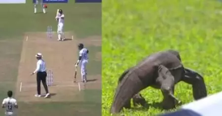 അമ്പയറേ...വിളി ഫോറസ്റ്റ് ഓഫീസറെ; കളി കാണാൻ അപ്രതീക്ഷിത അതിഥി, വീഡിയോ