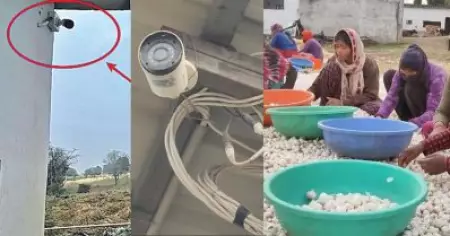 വെളുത്തുള്ളി വില സർവകാല റെക്കോഡിൽ; പാടത്ത് സി.സി.ടി.വി ക്യാമറകൾ സ്ഥാപിച്ച് കർഷകർ