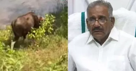 വന്യജീവി ആക്രമണം; കാട്ടുപോത്തിനെ വെടിവെച്ച് കൊല്ലുമെന്ന് ഡെപ്യൂട്ടി കളക്ടര്‍, 48 മണിക്കൂറിനകം നഷ്ടപരിഹാരം നല്‍കുമെന്ന് വനംമന്ത്രി
