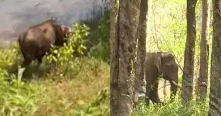 വന്യജീവി ആക്രമണത്തില്‍ സംസ്ഥാനത്ത് രണ്ട് മരണം; കക്കയത്ത് കാട്ടുപോത്തിന്റെ ആക്രമണം, പെരിങ്ങല്‍ക്കുത്തില്‍ കാട്ടാനയുടെയും