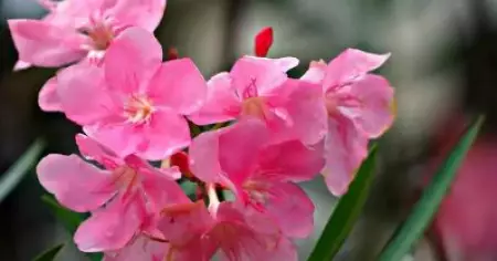 ക്ഷേത്രങ്ങളിൽ അരളിപ്പൂവ് നിരോധിച്ച് തിരുവിതാംകൂര്‍ ദേവസ്വം ബോര്‍ഡ്