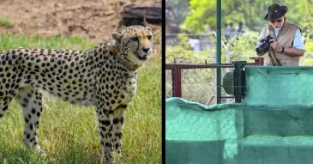 നമീബിയ, ദക്ഷിണാഫ്രിക്ക ഇനം ചീറ്റകള്‍ ചത്തൊടുങ്ങി, ഇനി കെനിയയില്‍ നിന്ന്; വീണ്ടും ചീറ്റ പ്രൊജക്ടുമായി കേന്ദ്രസര്‍ക്കാര്‍