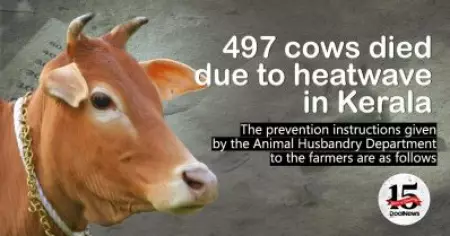 497 cows died due to heatwave in Kerala; The prevention instructions given by the Animal Husbandry Department to the farmers are as follows