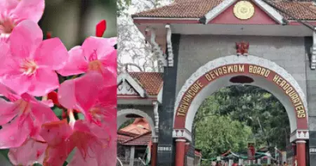അരളിപ്പൂവിന് താത്കാലികമായി വിലക്കില്ലെന്ന് തിരുവിതാംകൂര്‍ ദേവസ്വം