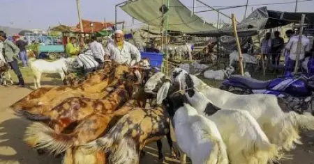 ബക്രീദ് ബലിയിൽ നിന്ന് 'സംരക്ഷണം'; 15 ലക്ഷം രൂപ നൽകി 125 ആടുകളെ വാങ്ങി ജൈനന്മാർ
