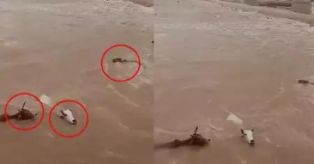 ഗോവധ നിരോധനം കാരണം കറവ വറ്റിയ പശുക്കളെ കശാപ്പ് ചെയ്യാനാകുന്നില്ല; മധ്യപ്രദേശില്‍ 50 പശുക്കളെ പുഴയിലെറിഞ്ഞ് കര്‍ഷകര്‍