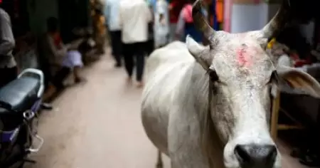 മഥുരയ്ക്ക് സമീപം പശുക്കളുടെ ജഡം കണ്ടെത്തിയതിനെ തുടർന്ന് പ്രതിഷേധവുമായി ഗോരക്ഷാ സമിതി