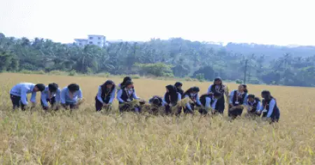 15 ക്വിന്റല്‍ നെല്ല് വിളയിച്ച് ജെ.സി.ഇ.ടിയിലെ അഗ്രിക്കള്‍ച്ചര്‍ എന്‍ജിനീയറിങ് വിദ്യാര്‍ത്ഥികള്‍