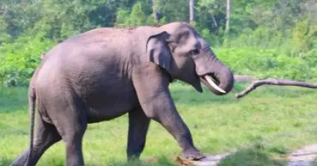 കാട്ടാന ആക്രമണത്തിൽ കൊല്ലപ്പെട്ട അറുമുഖന്റെ കുടുംബത്തിന് അഞ്ച് ലക്ഷം രൂപ ധനസഹായം