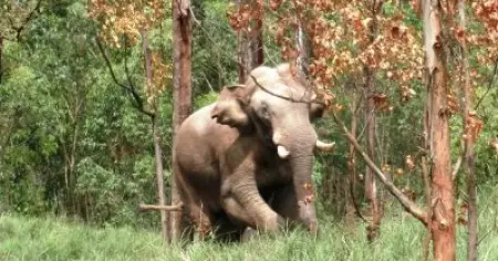 വീണ്ടും കാട്ടാന ആക്രമണം; അട്ടമലയിൽ യുവാവ് കൊല്ലപ്പെട്ടു