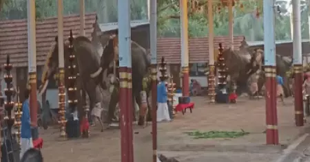കൊയിലാണ്ടിയില്‍ ഉത്സവത്തിനിടെ ആനയിടഞ്ഞുണ്ടായ അപകടം; ഗുരുവായൂര്‍ ദേവസ്വം ഉദ്യോഗസ്ഥന്‍ നേരിട്ട് ഹാജരാകണമെന്ന് ഹൈക്കോടതി