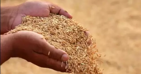 നെല്ല് സംഭരണത്തിന് 353 കോടി രൂപ അനുവദിച്ച് സംസ്ഥാന സിവില്‍ സപ്ലൈസ് കോര്‍പറേഷന്‍