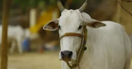 ഇന്‍ഷുറന്‍സ് തുകയ്ക്കായി കന്നുകാലികളോട് ക്രൂരത, പട്ടിണിക്കിട്ട് കൊല്ലുന്നു; പരാതിയുമായി ക്ഷീര കർഷകർ