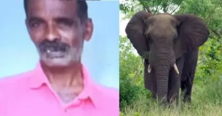 തമിഴ്‌നാട് നീലഗിരിയില്‍ കാട്ടാന ആക്രമണത്തില്‍ മലയാളി കൊല്ലപ്പെട്ടു