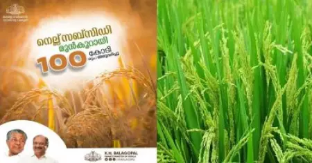 നെല്‍ കര്‍ഷകര്‍ക്കുള്ള ബോണസ്; 100 കോടി മുന്‍കൂറായി അനുവദിച്ചു