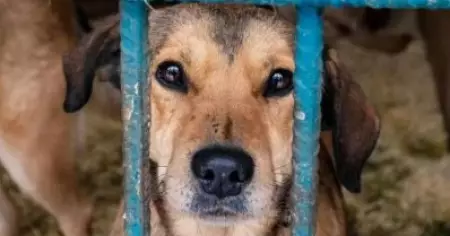 മനുഷ്യനെ കടിച്ചാല്‍ തെരുവുനായ്ക്കള്‍ക്ക് തടവ് ശിക്ഷ; ആവര്‍ത്തിച്ചാല്‍ ജീവപര്യന്തം; വിചിത്ര ഉത്തരവുമായി ഉത്തര്‍പ്രദേശ്