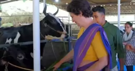 ആലിയ ഭട്ട് ഒരു ക്യൂട്ടി 'പൈ' തന്നെ; കോടഞ്ചേരിയിൽ ഡയറി ഫാം സന്ദർശിച്ച് പ്രിയങ്ക ഗാന്ധി