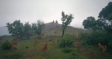 മലയാളസിനിമയിലെ ശ്വാനപര്‍വം, നായകനൊപ്പം മനസില്‍ കയറിക്കൂടുന്ന നായകള്‍