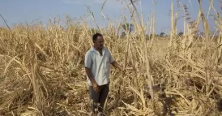 മറാത്ത്‌വാഡയിൽ കഴിഞ്ഞ അഞ്ച് വർഷത്തിനിടെ ജീവനൊടുക്കിയത് 5,000 കർഷകർ