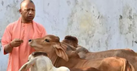 പശു ദൈവതുല്യം; ബീഫ് കഴിക്കുന്നവരും കുടിക്കുന്നത് പശുവിന്‍ പാല്‍, പന്നിയുടേതല്ല: യോഗി ആദിത്യനാഥ്