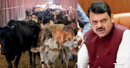 പശുക്കടത്തിനും നിയമവിരുദ്ധ കന്നുകാലി വ്യാപാരത്തിനുമെതിരെ 'മക്കോക്ക' ; കര്‍ശന നടപടിയുമായി മഹാരാഷ്ട്ര സര്‍ക്കാര്‍