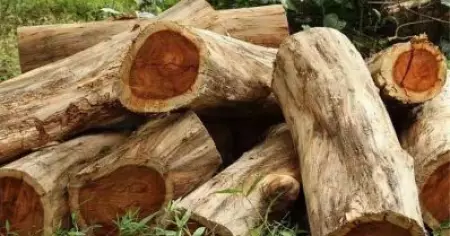 മുട്ടില്‍ മരം മുറി കേസ്; പിടിച്ചെടുത്ത മരങ്ങള്‍ ലേലം ചെയ്യാന്‍ കോടതി അനുമതി
