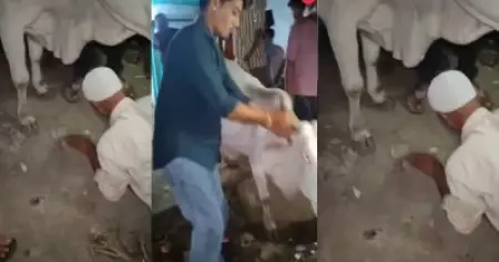 പശുവിനെ ചവിട്ടിയെന്നാരോപണം: മധ്യപ്രദേശില്‍ മുസ് ലിം വയോധികനെകൊണ്ട് പശുവിന്റെ കാല്‍ തൊട്ട് മാപ്പ് പറയിച്ച് ബജ്‌റംഗ്ദള്‍