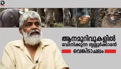 ആനമുറിവുകളില്‍ വേദനിക്കുന്ന തൃശ്ശൂര്‍ക്കാരന്‍ വെങ്കടാചലം