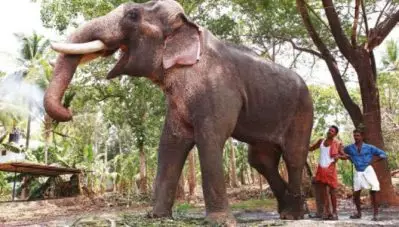 ആരോഗ്യസ്ഥിതി മോശമായ ആനയെ തന്നെ എഴുന്നള്ളിപ്പിക്കണമെന്ന വാശിയെന്തിന്?; തൃശ്ശൂരിലെ സാംസ്‌കാരിക പ്രവര്‍ത്തകര്‍ പ്രതികരിക്കുന്നു