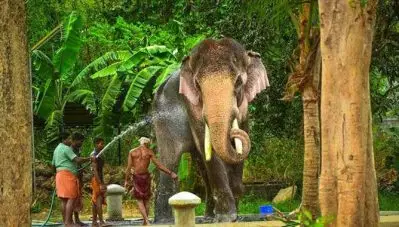 തെച്ചിക്കോട്ട് രാമചന്ദ്രന്‍ തൃശൂര്‍ പൂരത്തിന് ഉണ്ടായേക്കില്ല; സുപ്രീംകോടതി വിധി കര്‍ശനമായി നടപ്പാക്കണമെന്ന് ഹൈകോടതി