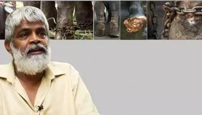 തെച്ചിക്കോട്ടുകാവ് രാമചന്ദ്രന് മദമില്ലെന്ന് പരത്തുന്നത് സത്യവിരുദ്ധം; ആനയുടെ അന്ധത ഒരൊറ്റ രാത്രികൊണ്ട് ഇല്ലാതാക്കിയ മൃഗരോഗ വിദഗ്ധന്‍ ആരാണെന്ന് അന്വേഷിക്കണമെന്നും കലക്ടറോട് വെങ്കിടാചലം