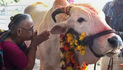 പശുവിനെ അപമാനിച്ച് സംസാരിച്ചെന്ന് പരാതി; കാഞ്ഞങ്ങാട് യുവാവിനെതിരെ 153 എ പ്രകാരം കേസെടുത്ത് പൊലീസ്