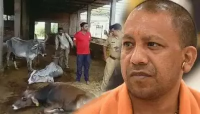 യോഗിയുടെ യുപിയില്‍ ഗോശാലയില്‍ പട്ടിണി കിടന്ന് ചത്തത് 12ലധികം പശുക്കള്‍; പ്രക്ഷോഭമാരംഭിച്ച് പ്രദേശവാസികള്‍