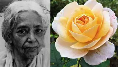 ആ പനിനീര്‍ പുഷ്പം ഇനി ‘ജാനകി അമ്മാള്‍’; ഇന്ത്യയിലെ ആദ്യ മലയാളി സസ്യശാസ്ത്രജ്ഞയെ ആദരിച്ച് ശാസ്ത്ര ലോകം