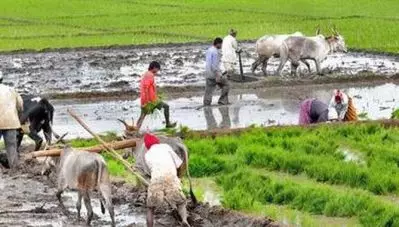 ‘മഴ പെയ്യുന്നേ ഇല്ല, ജാതിക്കേടെ പൂവ് മുഴുവന്‍ കൊഴിയുകയാണ്, നെല്‍കൃഷിയും നടക്കുന്നില്ല’; കാലാവസ്ഥാ വ്യതിയാനത്തില്‍ കര്‍ഷകര്‍ പ്രതിസന്ധിയില്‍