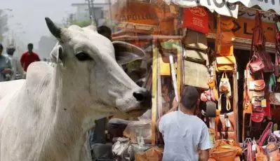 പശുവിന്റെ പേരിലുള്ള കൊലപാതകങ്ങള്‍ തുകല്‍ വിപണിയെ തള്ളിവിടുന്നത് വന്‍ നഷ്ടത്തിലേക്ക്; തകിടംമറിയുന്ന മോദിയുടെ ‘മേക്കിങ് ഇന്ത്യ’